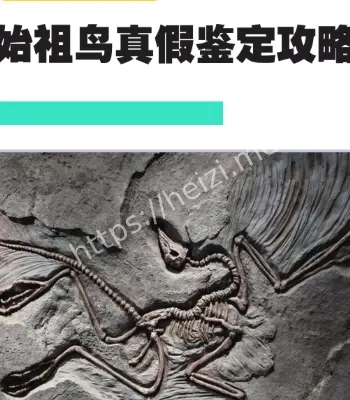 始祖鸟价值地震