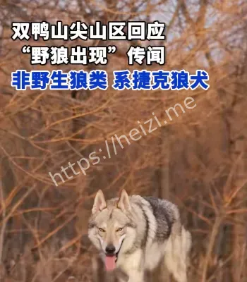 双鸭山野狼